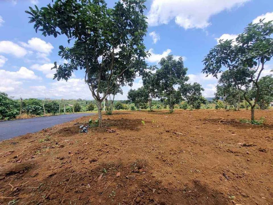 Đất Lộc Đức, Bảo Lâm 400m² giá 850 triệu - Vườn cây ăn trái chính chủ!