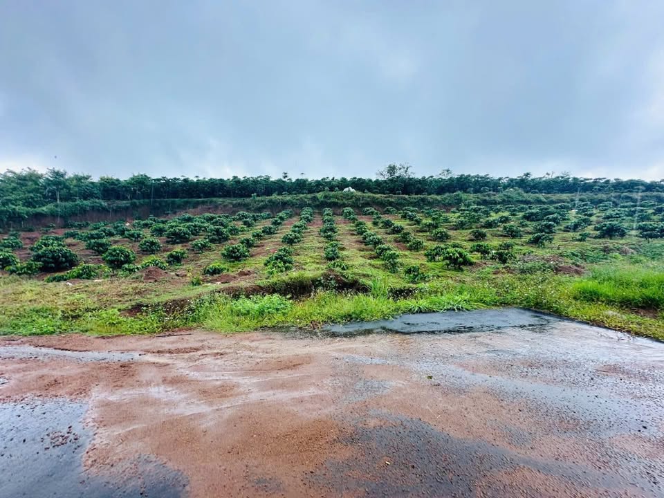 Đất thổ cư 100m² có ao tại Lộc Quảng, 3600m² giá 700 triệu - Không dính quy hoạch!