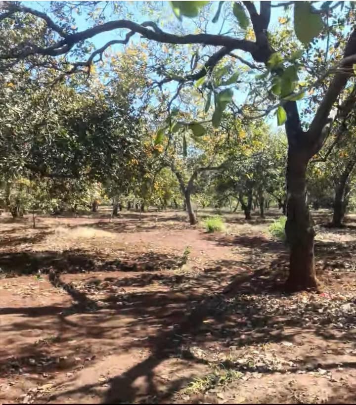 Đất nền 15000m² xã Đăk Ơ, Bù Gia Mập - Giá chỉ 2.2 tỷ, đầu tư sinh lời!