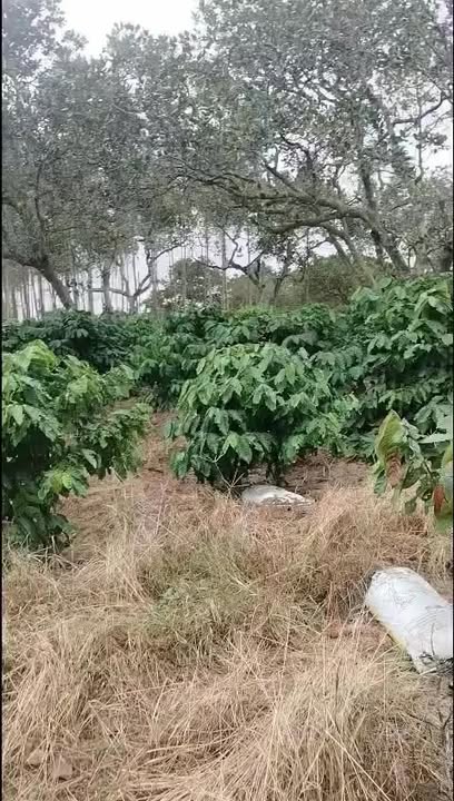 Farm 12000m² tại Cư Ni, Ea Kar - Sẵn sàng với 500 cây cà phê và 200 cây ca cao!