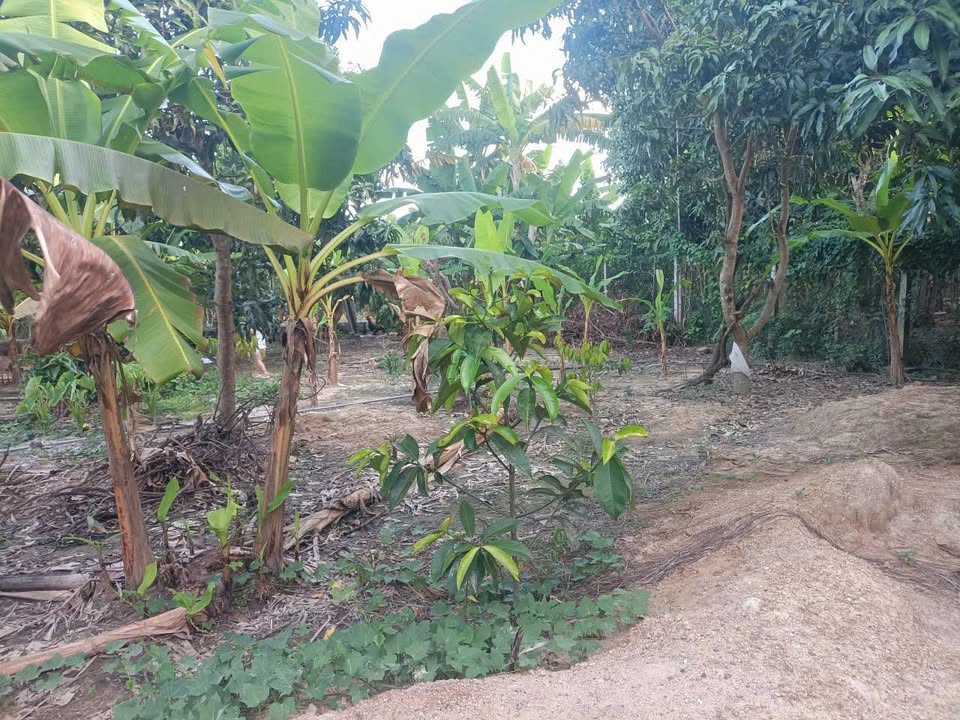 Đất nền thổ cư 480m² tại thôn Trung, xã Diên Lâm - Giá chỉ 1.3 tỷ, gần chợ!