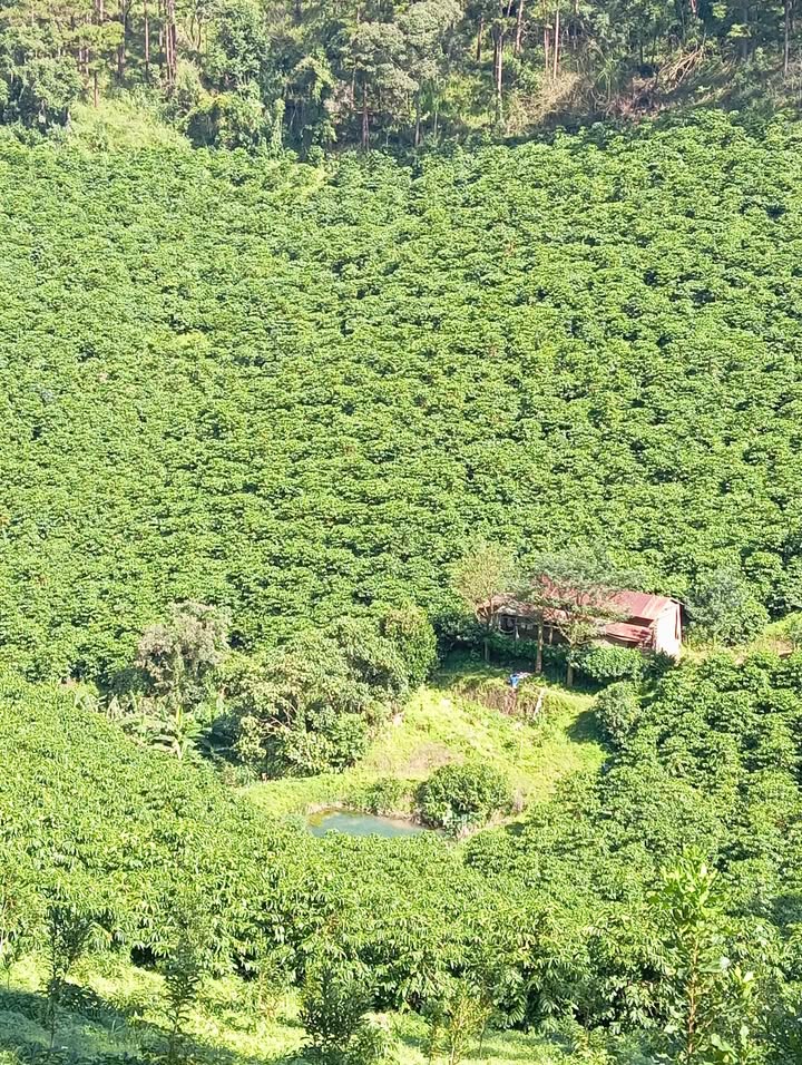 Đất nền Tà Năng, Đức Trọng 40,000m² giá 3 tỷ - Đầu tư sinh lời ngay!