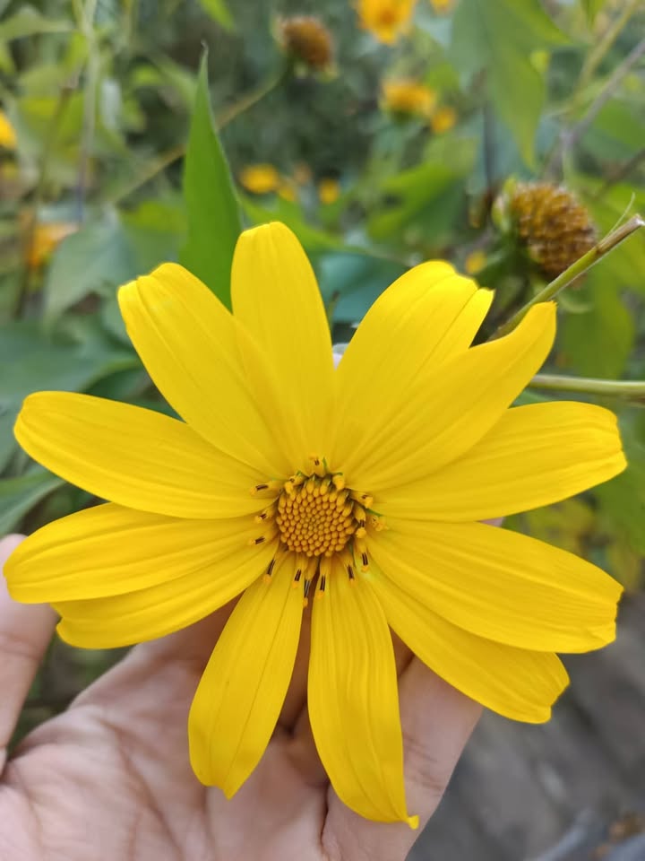 Đất góc 50m² tại Thị trấn Phúc Thọ giá 2 tỷ - Cơ hội đầu tư hấp dẫn!