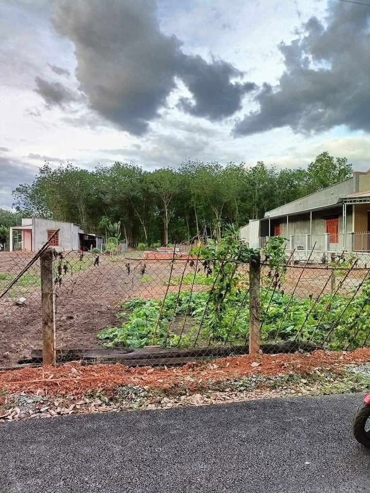 Đất nền mặt tiền đường DH504, Phú Giáo, 800m² - Cơ hội đầu tư sinh lời!