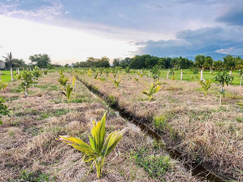 Đất Farm 1430m² Hàm Liêm giá 800 triệu - Đầu tư sinh lời tại Bình Thuận!