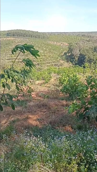 Đất Farm 1,44ha tại Long Hưng - Cơ hội đầu tư tuyệt vời!