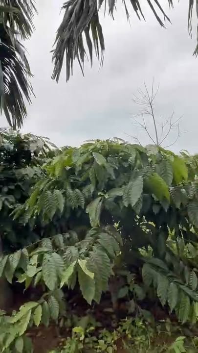 Đất nền Buôn Hồ 42790m² giá 1.978 tỷ - Cơ hội đầu tư hấp dẫn!