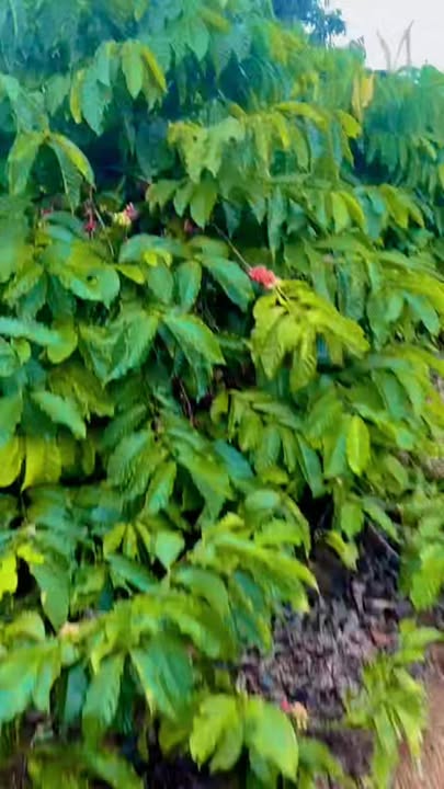 Đất Farm 360m² tại Phường Bình Tân, Buôn Hồ - Giá chỉ 470 triệu VND!