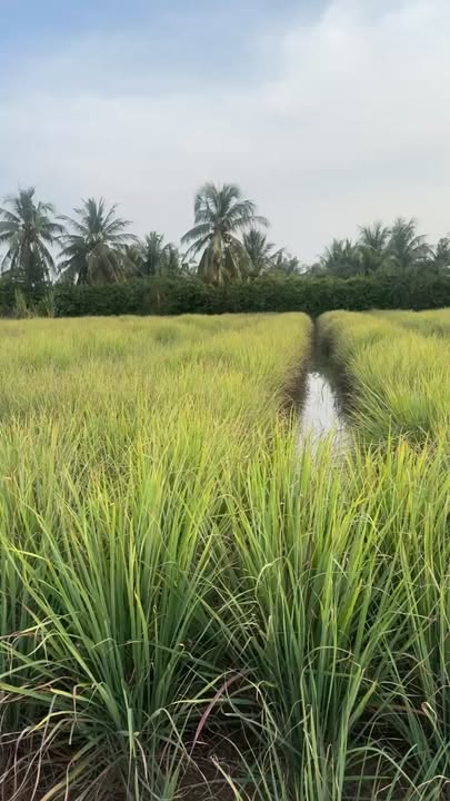 Đất vườn Phú Thạnh, Tân Phú Đông 500m² giá 210 triệu - Cơ hội đầu tư lý tưởng!