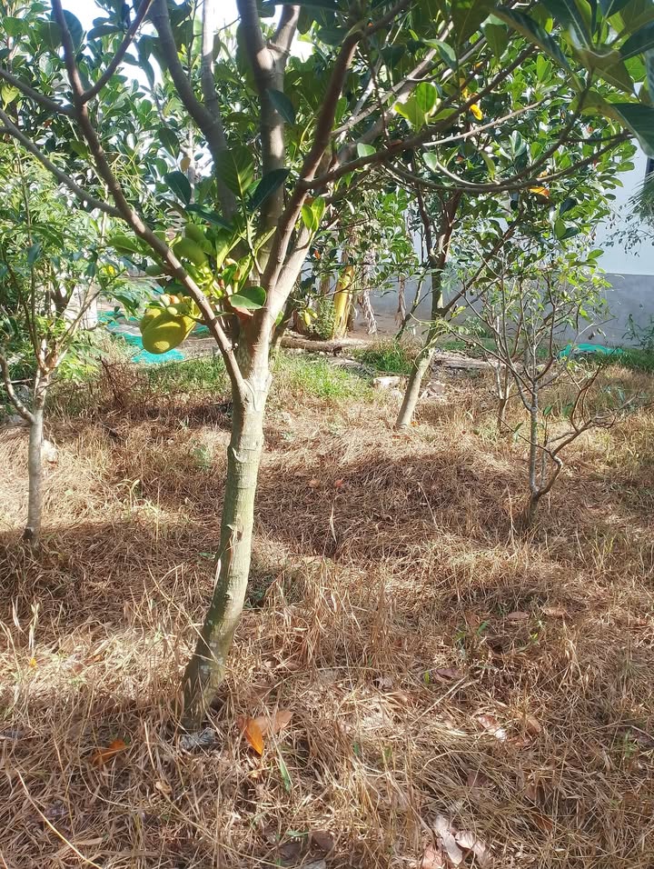 Farm cho thuê tại Bình Hàng Trung, Cao Lãnh, Đồng Tháp - 7500m² với 560 cây mít ruột đỏ