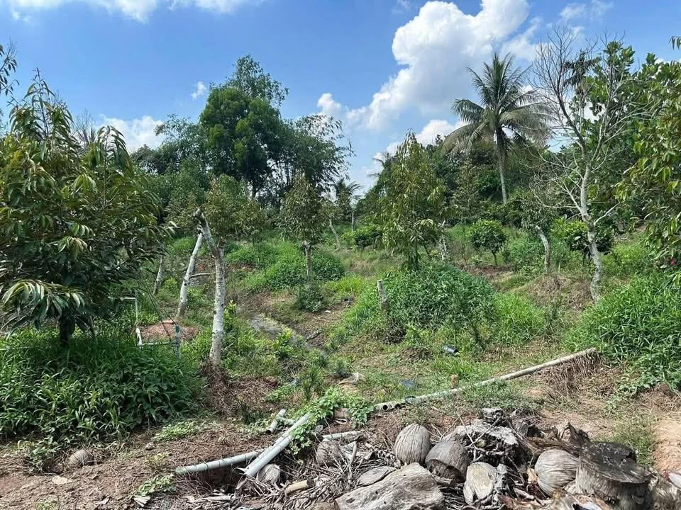 Đất Farm 3 Công Sầu Riêng Hòa Điền, Cái Bè - Giá 1.65 tỷ, Cơ hội đầu tư tuyệt vời!