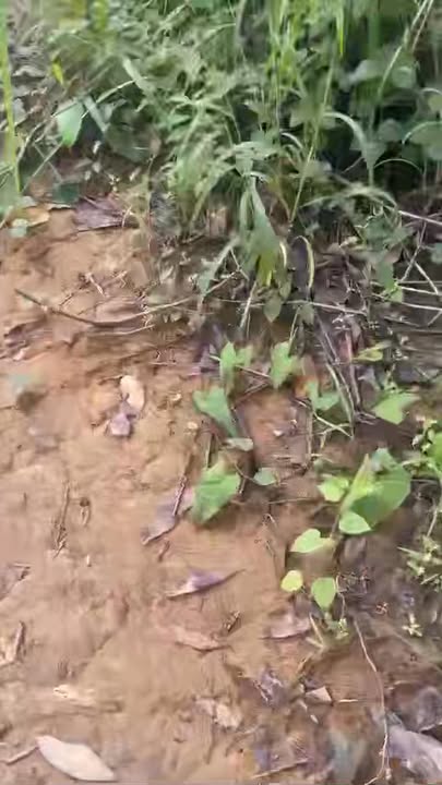 Đất nền xã Ia Kreng, huyện Chư Păh 1.7ha - Tiềm năng sinh lời cao!