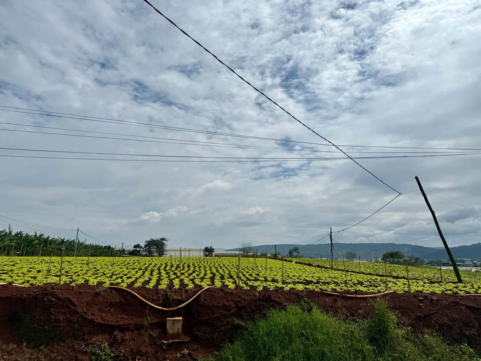 Đất thổ cư Suối Thông Đơn Dương 201m² giá 830 triệu - Thích hợp nghỉ dưỡng!