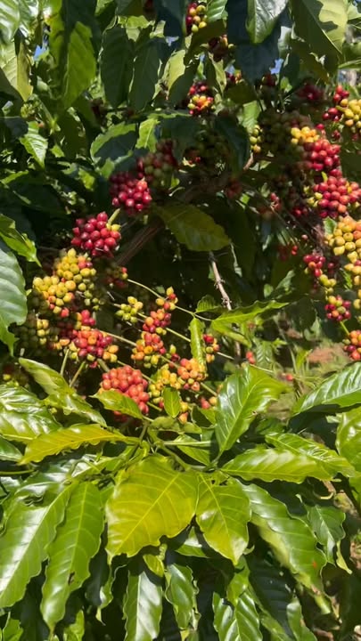 Đất nông nghiệp 9 sào tại Trường Xuân, Đắk Nông giá 1.45 tỷ - Đầu tư sinh lời hấp dẫn!