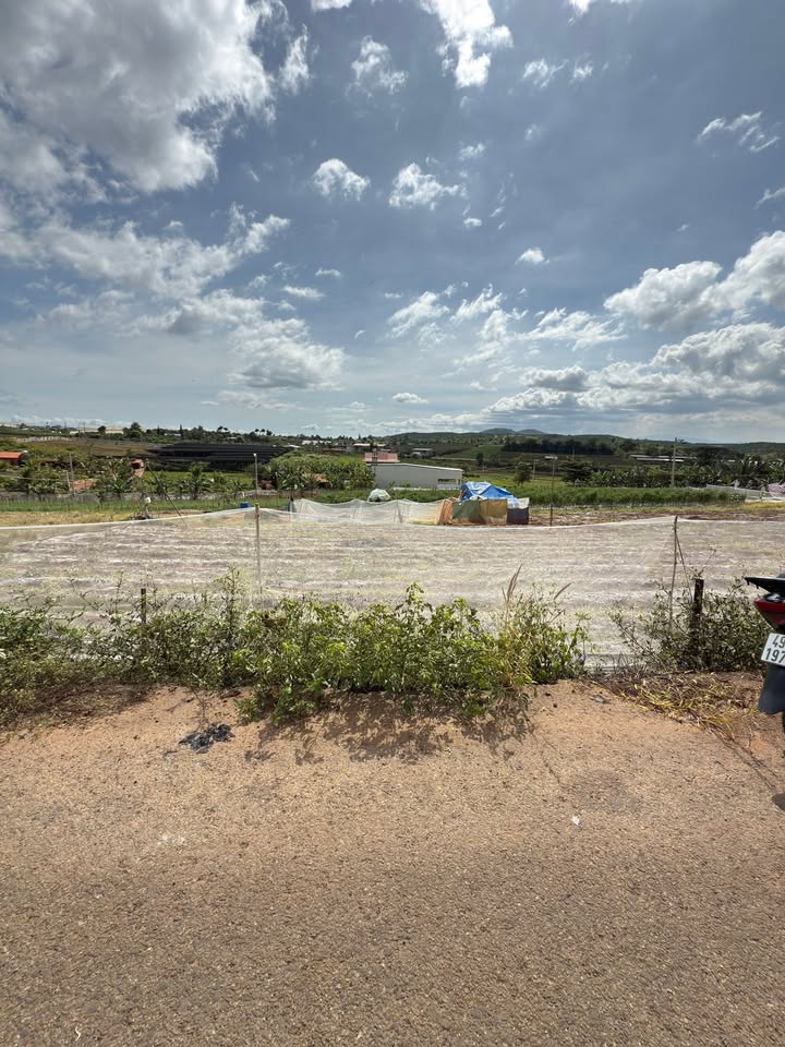 Đất thổ cư Tân Hội, Lâm Đồng 105m² giá 950 triệu - Sổ đỏ chính chủ, 2 mặt tiền