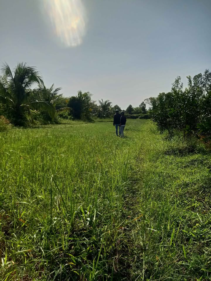 Đất vườn Tường Lộc, Tam Bình 3600m² - Giá thỏa thuận, sẵn sàng đầu tư!