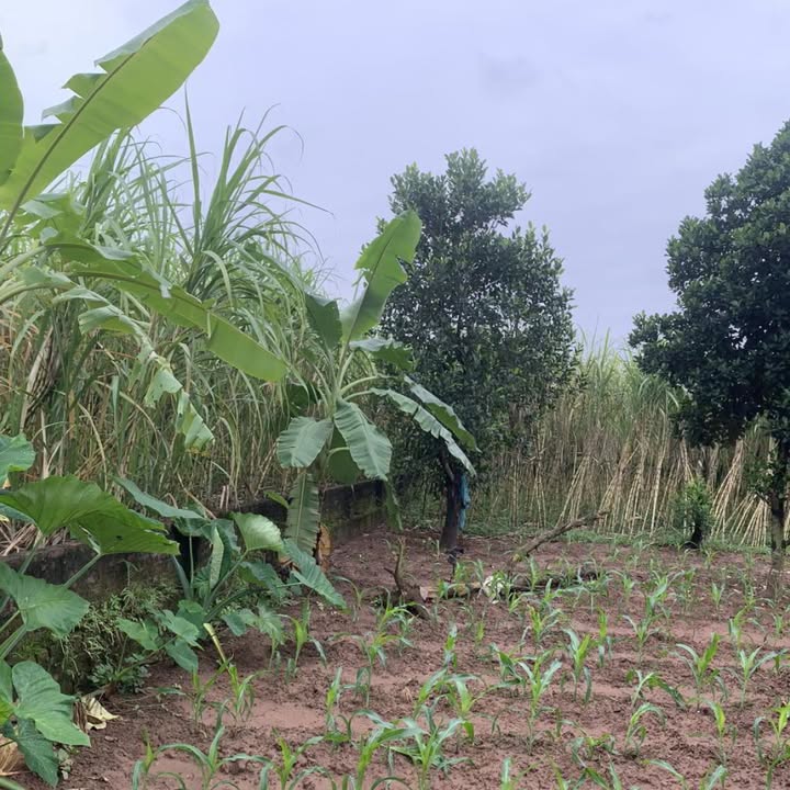 Đất Bãi 898m² Thôn Đồng Lư - Sổ hồng chính chủ, giá thỏa thuận!