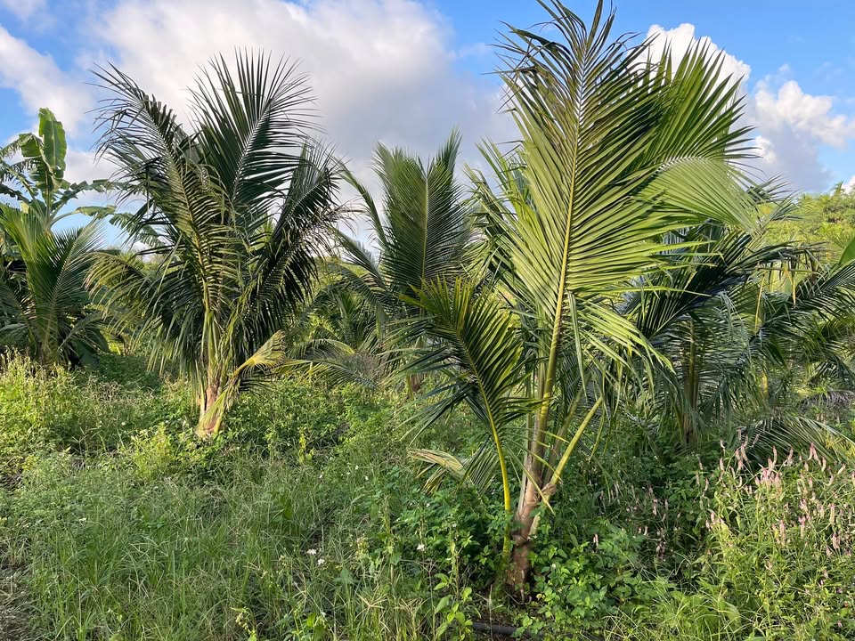 Farm đất vườn 8000m² tại xã Ea Blang, Buôn Hồ chỉ 1.8 tỷ - Đầu tư sinh lời ngay!