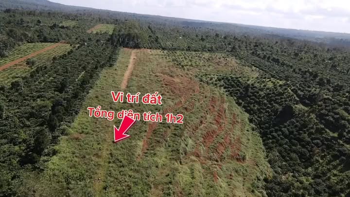 Đất Farm 1.2ha tại xã Ea Tul, Cư M'gar giá 2.2 tỷ - Đầu tư sinh lời ngay!