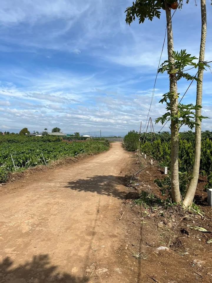 Đất nền Tân Hội Đức Trọng 120m² giá 550 triệu - Cơ hội đầu tư sinh lời!