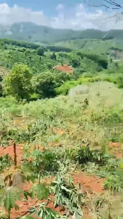 Đất Farm Đăk Hà 20.000m² giá 300 triệu - Đầu tư tiềm năng gần suối!