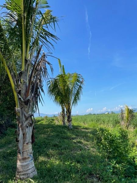 Lô đất rẫy 11.000m² tại Ninh Thượng, giá 1.5 tỷ - Đầu tư lý tưởng!