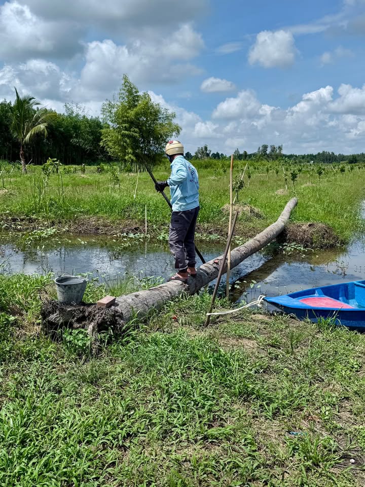 Nhà vườn 19.500m² tại Phương Bình, Cần Thơ giá 3 tỷ - Đầu tư sinh lời hấp dẫn!
