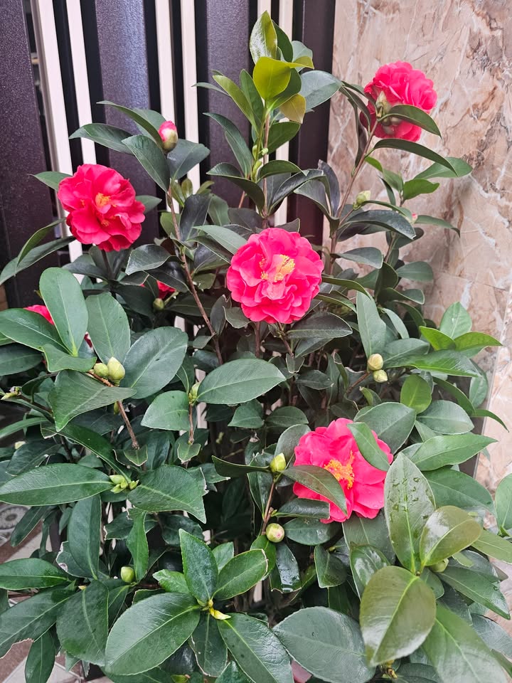 Đất mặt đường Hoàng Văn Tâm, phường Trường Thi, 80m² giá 4 tỷ - Đầu tư sinh lời ngay!