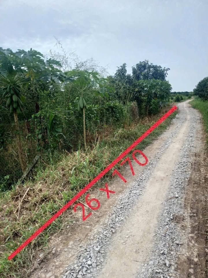 Đất lúa An Thạnh Trung 45,000m² giá 1.25 tỷ - Đầu tư sinh lời ngay!