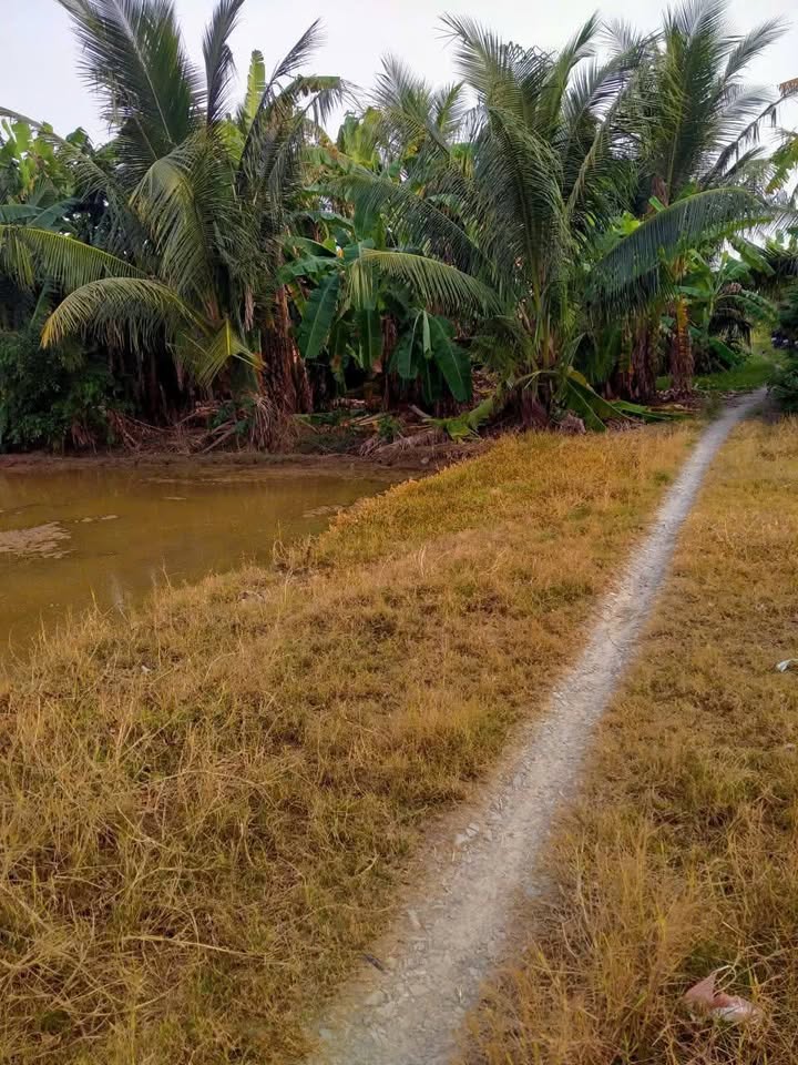 Đất Mỹ Nhơn, Ba Tri, Bến Tre 2400m² giá chỉ 312 triệu - Cơ hội đầu tư tuyệt vời!