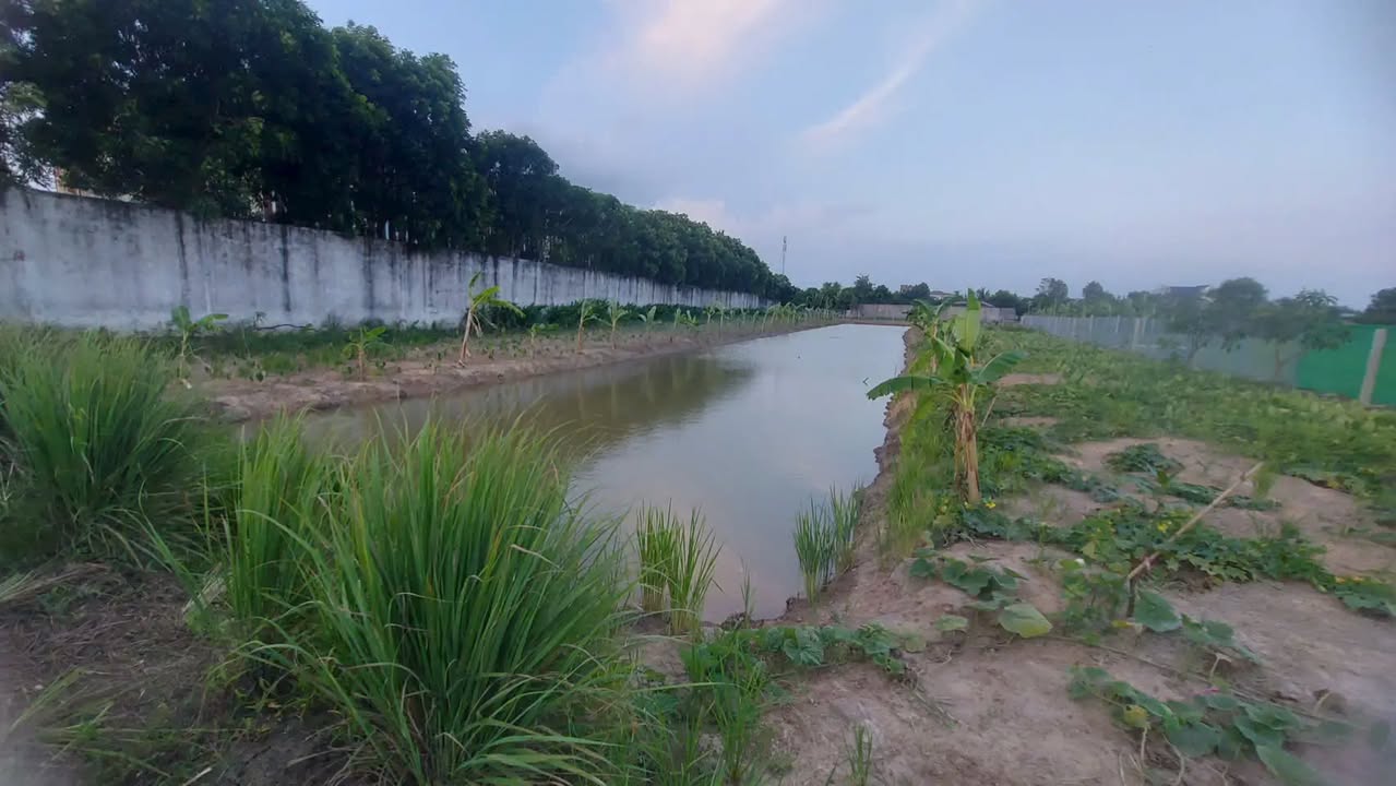 Đất nông nghiệp Mỹ Yên Bến Lức 1861m² giá 6.3 tỷ - Cơ hội đầu tư sinh lời!