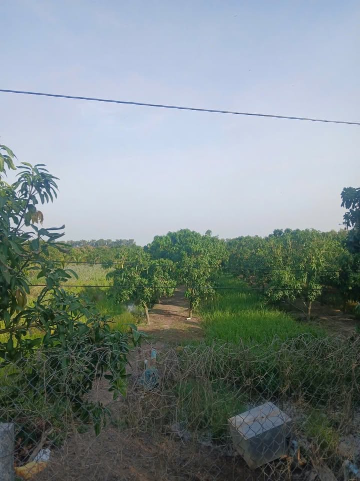 Farm 17 Công Vườn Xoài Đài Loan Tại Bình Thành 3.74 Tỷ - Giá Tốt Nhất Khu Vực!