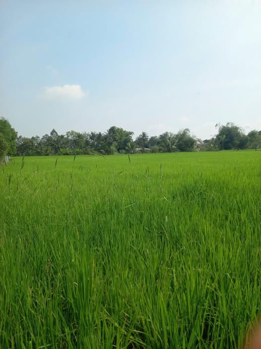 Đất lúa 2800m² Tân Lân, Cần Đước, Long An - Giá 325 triệu, bớt lộc!