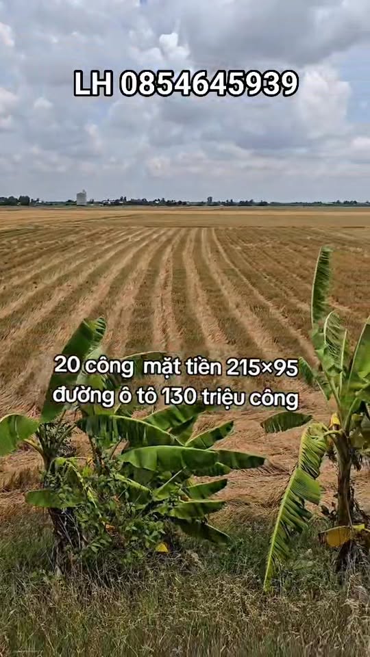 Đất nền 18950m² mặt tiền đường ô tô tại xã Bình Thạnh, Mộc Hóa - Giá chỉ 2.6 tỷ!