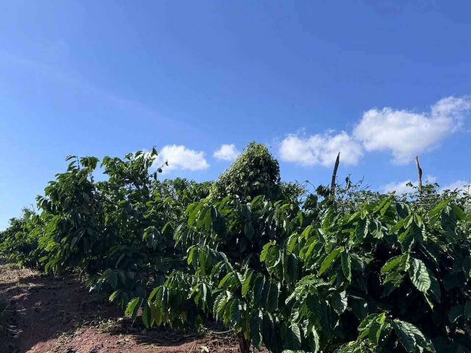 Farm 57.600m² tại Ea Khal, Đắk Lắk - Giá 1.399 tỷ, Kinh doanh thuận lợi!