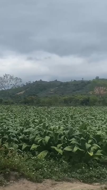 Đất 1,6 ha tại thôn 6 Hòa Thành, Krông Bông - Giá 1,62 tỷ, cơ hội đầu tư hấp dẫn!