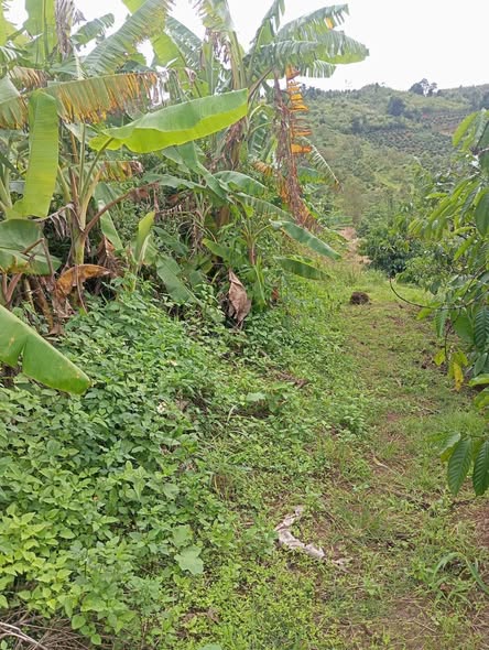 Đất thổ cư 8000m² tại thôn 8, xã Ea Khal - Giá chỉ 500 triệu, sổ hồng chính chủ!