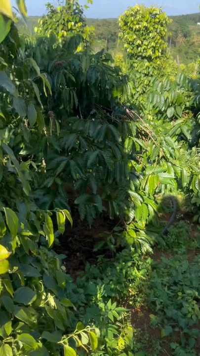 Đất Farm 1ha Thôn 8, Ea Khal chỉ 1.75 tỷ - Sổ đỏ chính chủ, đầy đủ tiện ích!