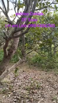 Đất 5 sào xã Eahleo Đắk Lắk giá 320 triệu - Cơ hội đầu tư hấp dẫn!