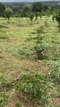 Farm 20,000m² tại Thôn 3, Ea Khal, Giá chỉ 2,3 tỷ - Đầu tư sinh lời ngay!