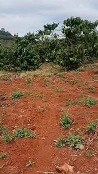 Farm 1ha 600m² tại xã Ea Khal, Ea H'leo giá 1.75 tỷ - Tiềm năng kinh doanh cao!