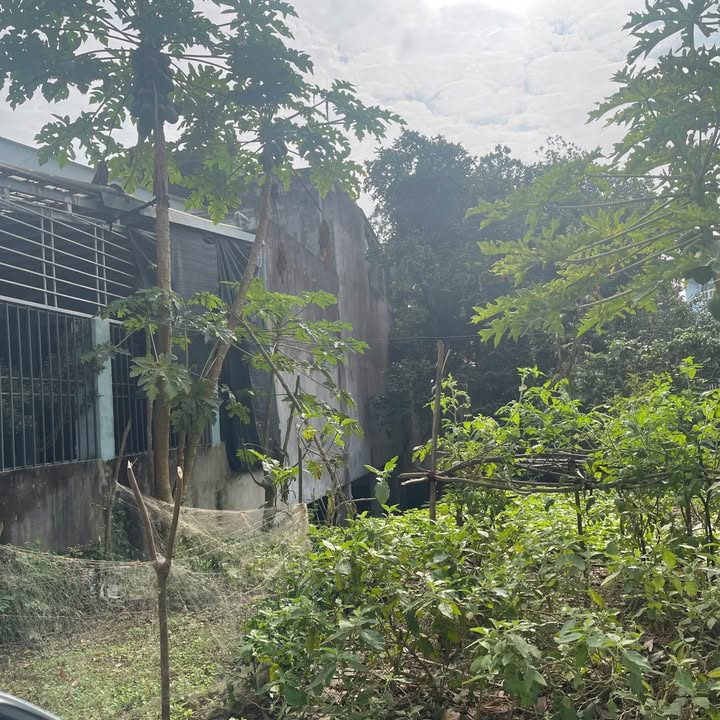 Đất mặt tiền đường Tuệ Tĩnh, Tân Hà, Tuyên Quang 100m² - Giá thương lượng hấp dẫn!