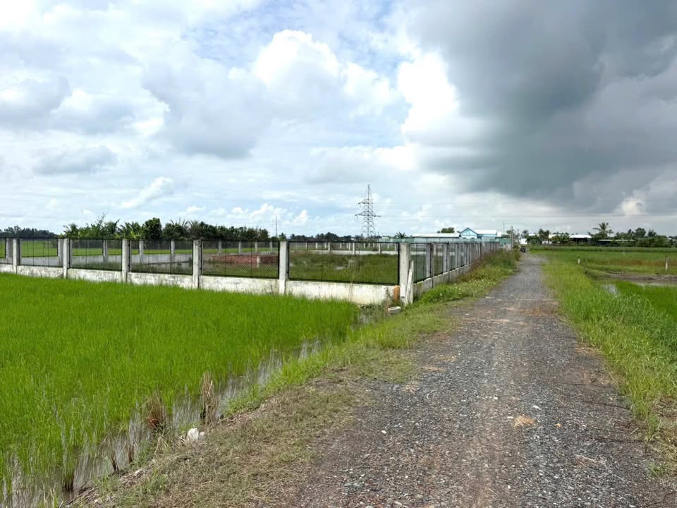 Đất nền 5000m² tại xã Phước Vĩnh Tây, Cần Giuộc - Đất sạch, giá tốt, thương lượng chính chủ!