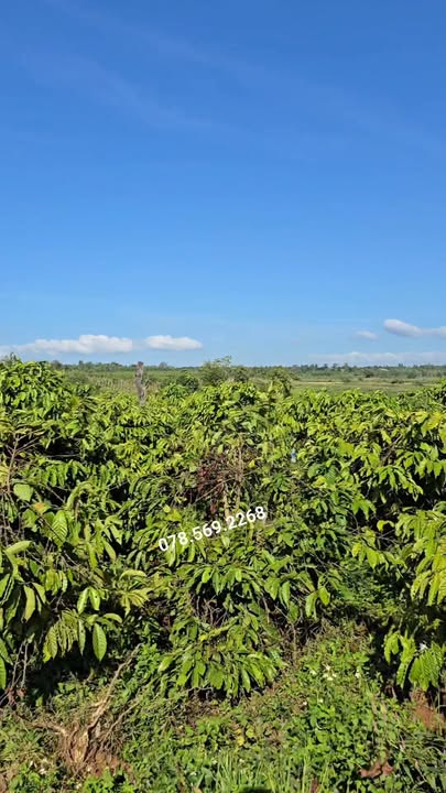 Đất nền 1,1ha tại Ia Hrú, Gia Lai - Mặt tiền 125m đường nhựa liên xã, cơ hội đầu tư tuyệt vời!