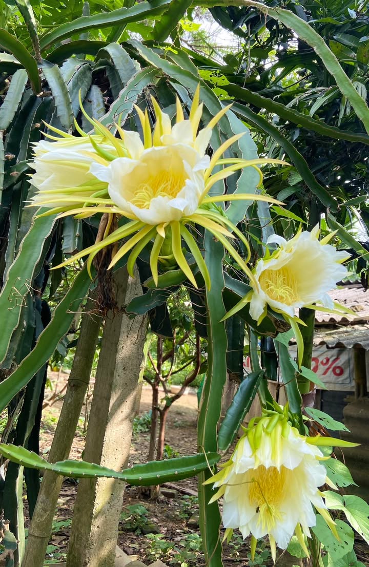 Đất nền 2 mặt tiền tại Tân Hòa, Quốc Oai, 1000m² - Đầu tư tuyệt vời!