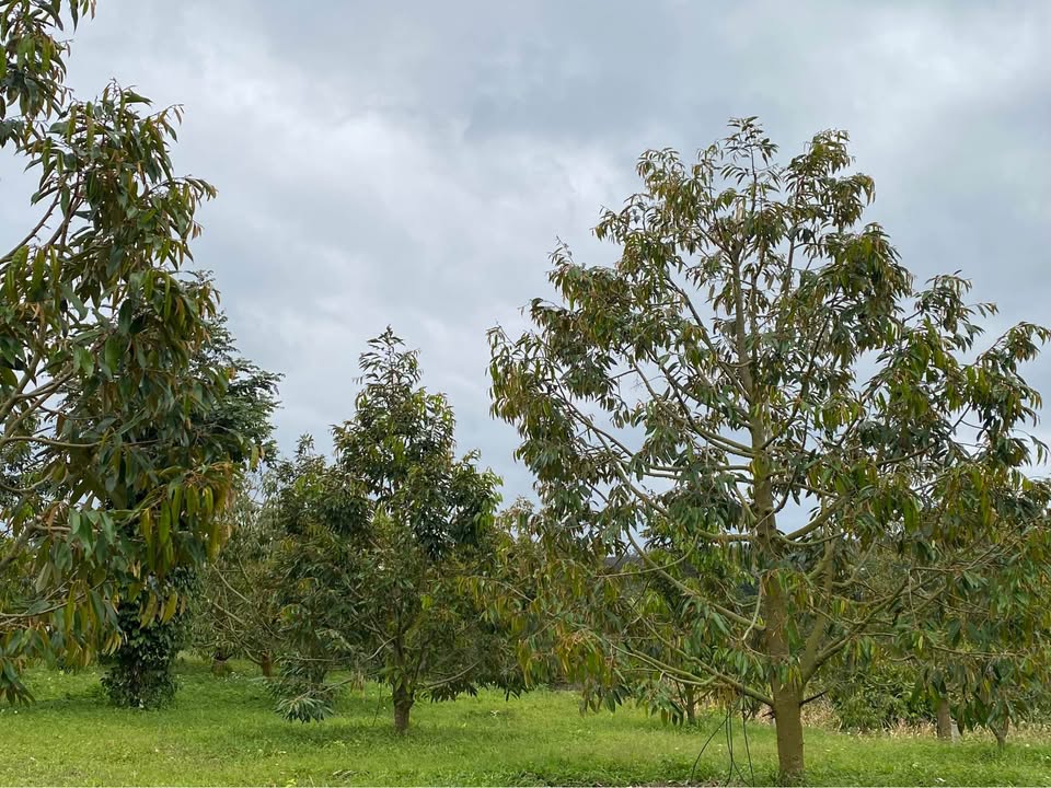 Đất nền Phú Xuân Đắk Lắk 7500m² giá 2,5 tỷ - Đầu tư sinh lời ngay!