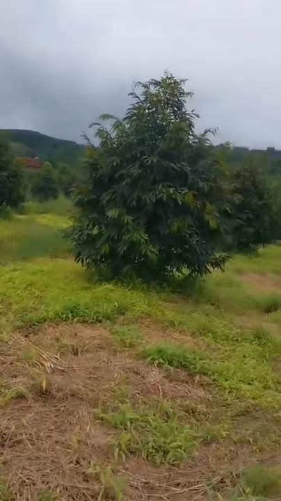 Farm 1,4ha tại Ea Ral, Ea H'leo, Đắk Lắk giá 5,4 tỷ - Đầu tư sinh lời!