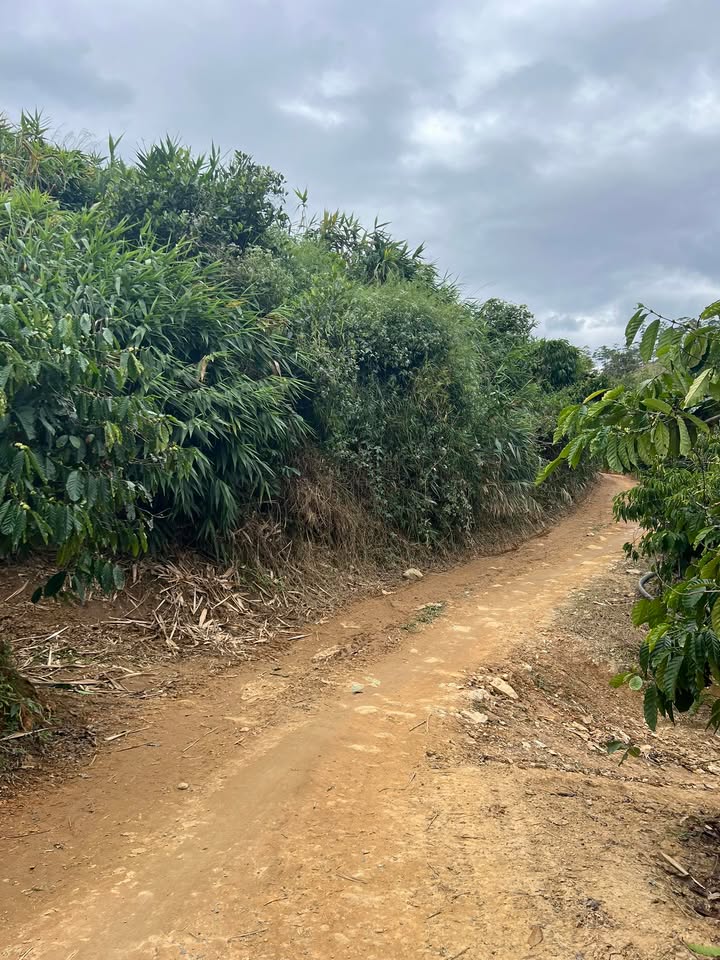 Đất nền 1ha tại Liêng Sronh, Đam Rông - Giá chỉ 700 triệu, cơ hội đầu tư tuyệt vời!