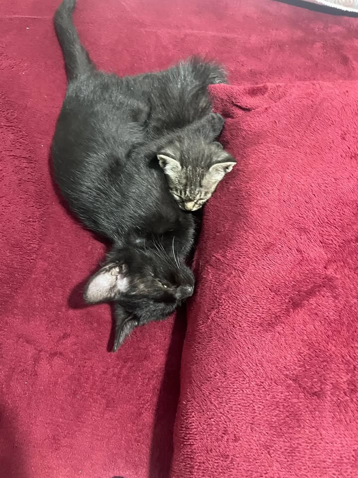 Đất mặt đường Thống Trực, Hải Phòng 80m² giá 3.68 tỷ - Cơ hội đầu tư tuyệt vời!