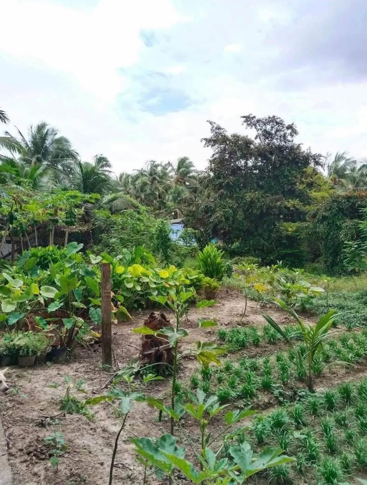 Đất nền 140m² xã Vang Quới Tây, Bình Đại - Giá chỉ 200 triệu, chủ thiện chí bớt lộc!